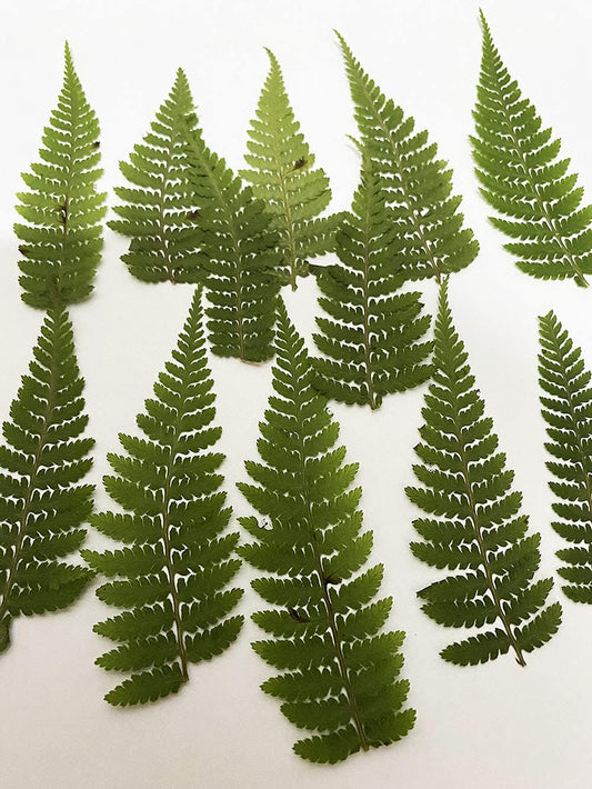 12 pcs HOU Leg Fern Real Natural Dried Pressed Flowers for Resin Art Craft DIY