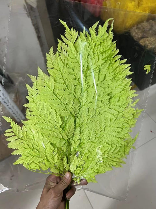 Green Dried Preserved Fern Leaves - 10 Stems | Dried Fern| Dried Flowers| Preserved Flowers| Bleached Flowers | Natural Fern Leaves